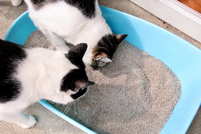 Two cats looking into litter box