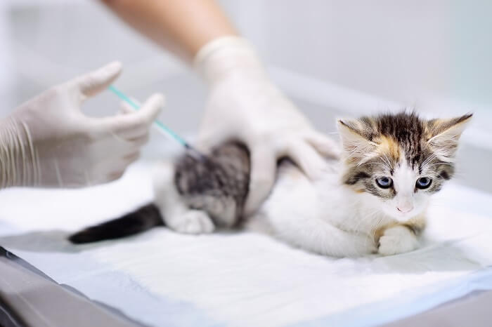 Vaccination of a kitten
