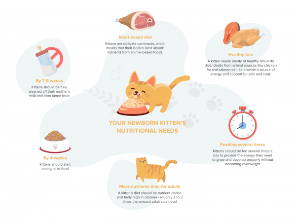 How To Take Care of a Kitten: The Complete Guide - Cats.com
