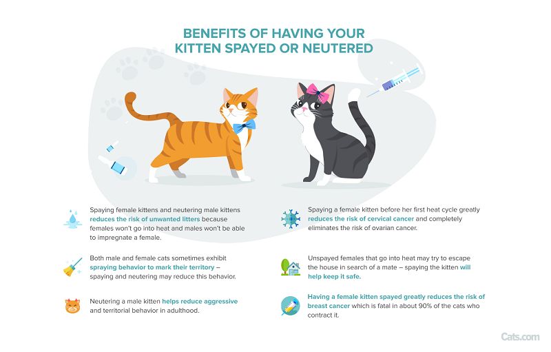 Image discussing the benefits of having your kitten spayed or neutered.