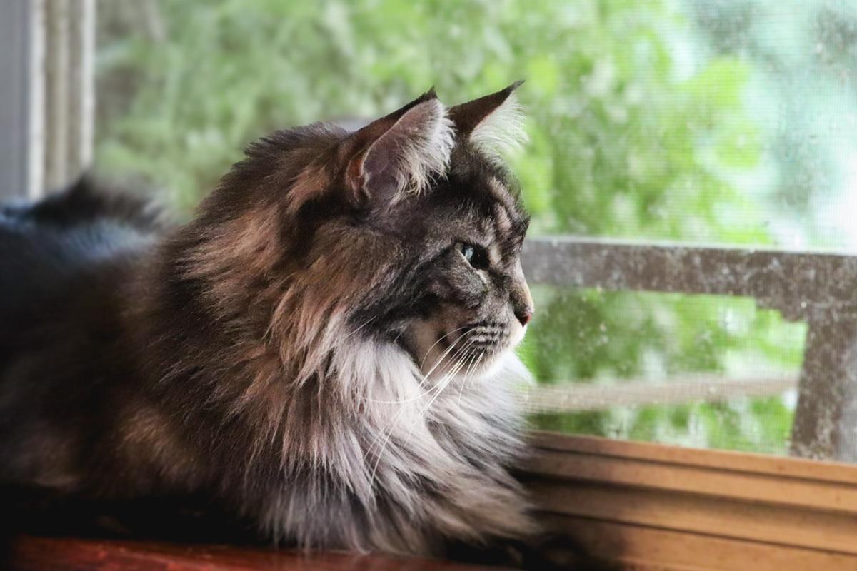 Grey Black Maine Coone Laying in Window