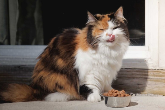 101 Most Popular Calico Cat Names