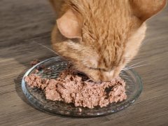 Orange Short Hair Tabby Cat Eating Fancy Feast Wet Canned Cat Food Tender Beef Feast Classic Pate Close Up