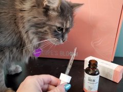 cat with CBD