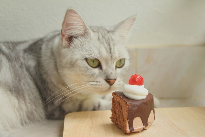 cat looking at a slice of cake 