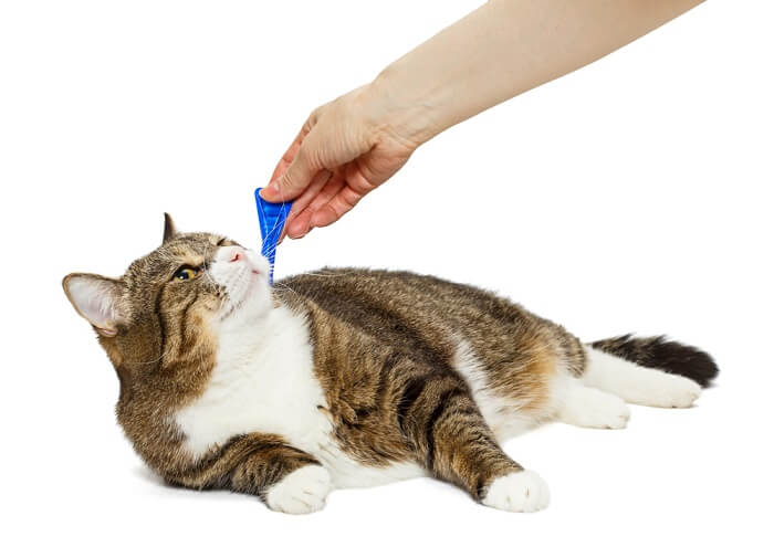 Advantage ii flea treatment for outlet cats