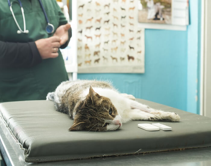 cat lying on the examination table