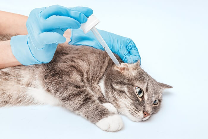 A cat being vaccinated by a person in blue gloves.