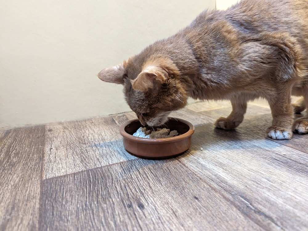 cat eating katkin food