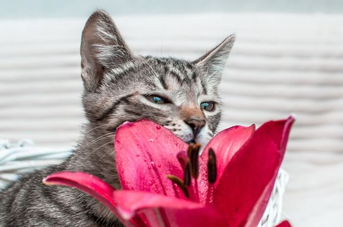 A visual representation or image related to the symptoms of lily poisoning in cats, illustrating the potential dangers of lily ingestion for feline health.