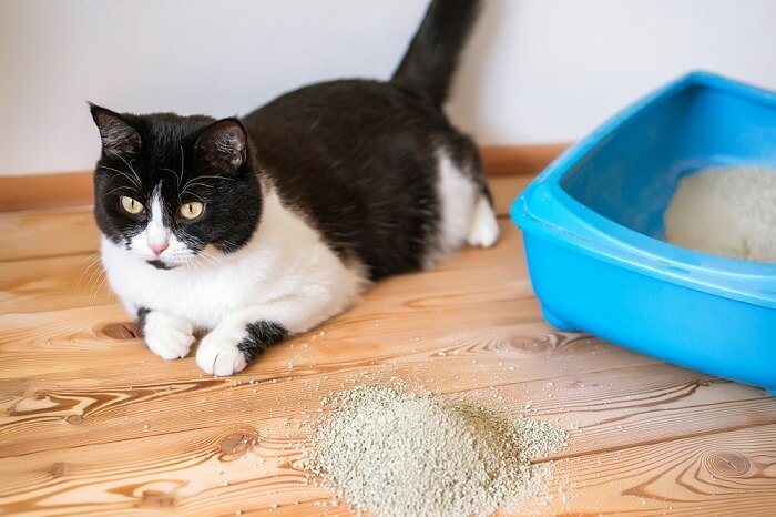 An image displaying a cat inside a litter box, engaged in the act of using it for elimination.