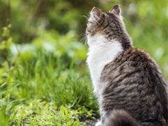 domestic cat sits with its back on the path