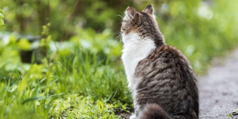 Picture of Osteoarthritis in Cats: Causes, Symptoms, & Treatment - Cats.com