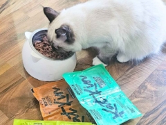 katkin cat food