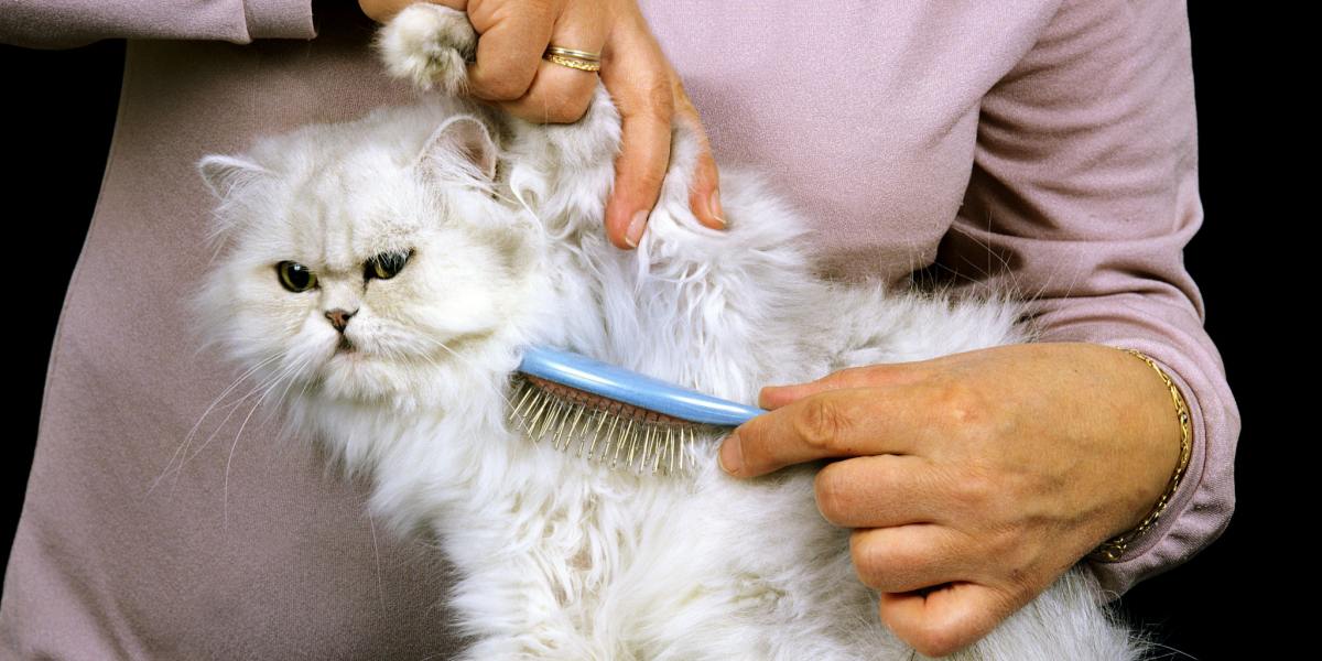 An elegant image showcasing a Persian cat engaged in grooming.