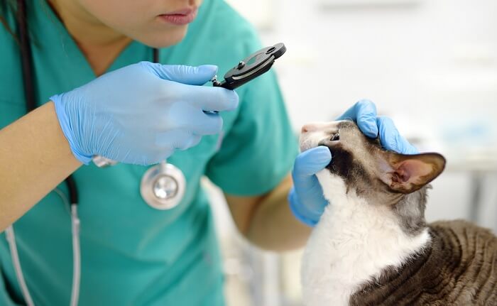 veterinarian looking at cat's eyes