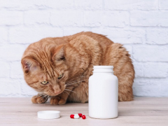 cat looking at the medicine container