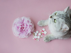 A grey cat looking at a flower and pills on a pink background.