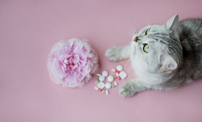 A grey cat looking at a flower and pills on a pink background.