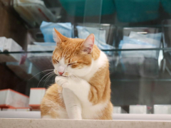 cat licking paw