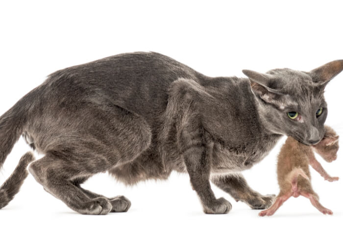 Maternal aggression in cats