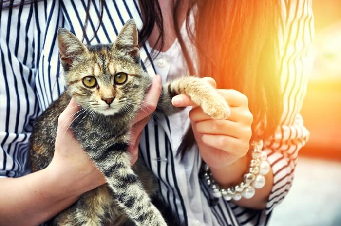 the basics of fostering cats
