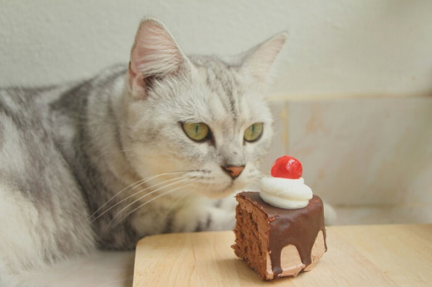 Chocolate Poisoning in Cats: Causes, Symptoms, & Treatment - Cats.com