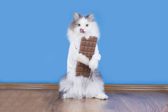 cat holding a chocolate bar