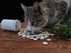 cat eating pills on the floor