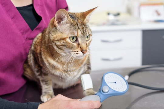 Famotidine (Pepcid) for Cats: Overview, Dosage & Side Effects - Cats.com