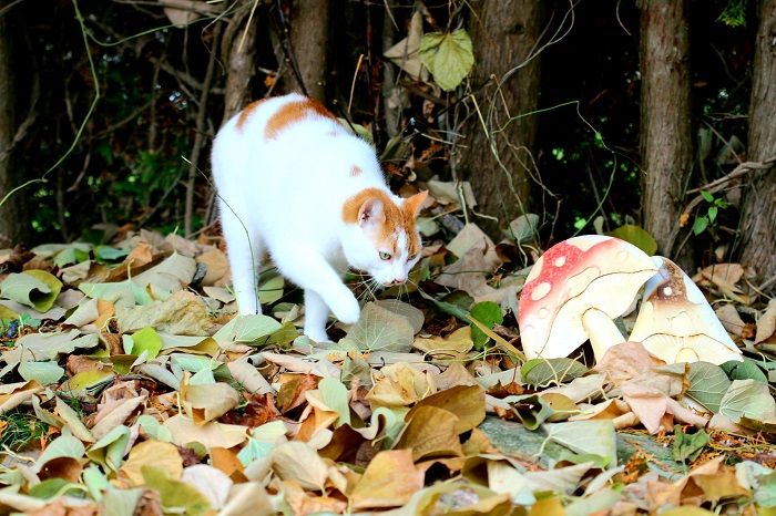 cat and mushroom in the forest