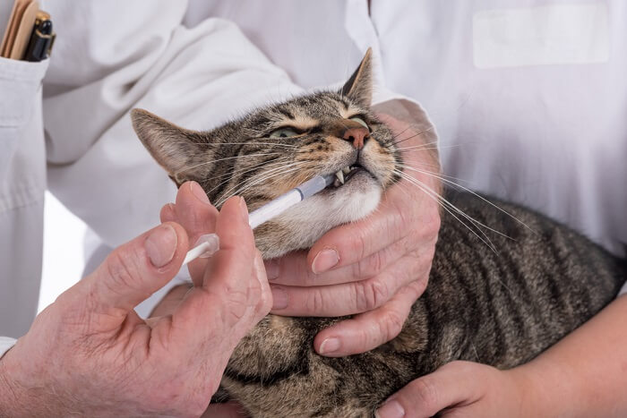 tabby cat receiving a medication