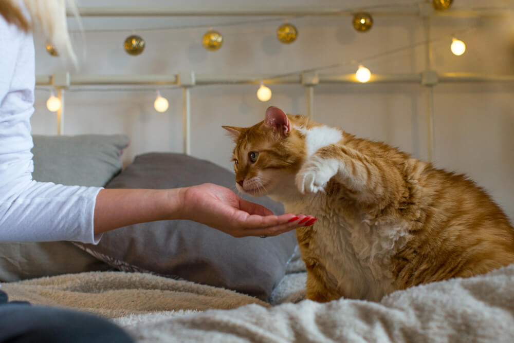 ginger and white tabby cat