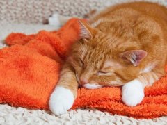 orange cat laying in the cloth