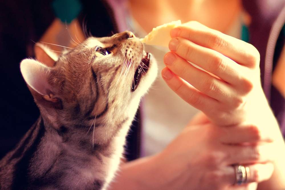 Image of a Bengal cat eating cheese, illustrating a feline's inquisitive exploration of human food