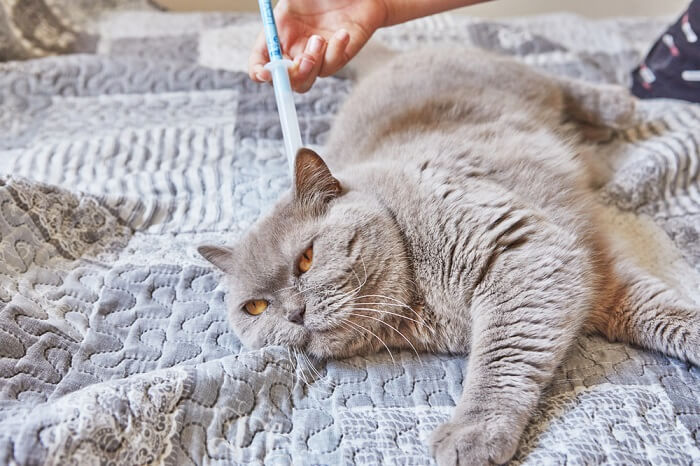 cat receiving a topical flea and tick treatment