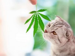 Cat-Sniffing-Cannabis