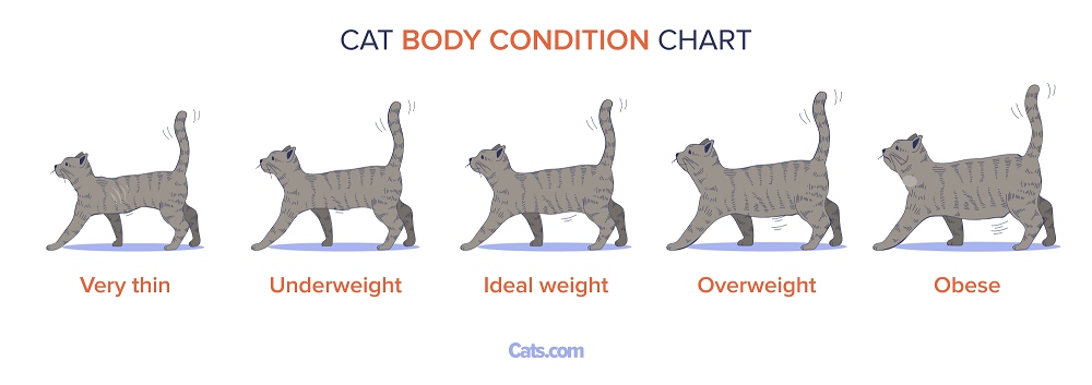 Cat body condition chart_eng