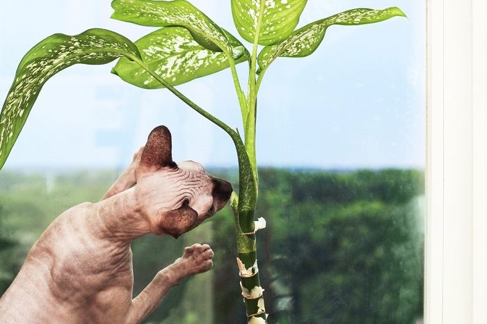 10 plantas tóxicas y venenosas para gatos