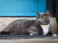 Grey & White Short Hair Tuxedo & Brown Tabby Cats Outside Outdoors