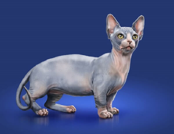 Image of a Minskin cat, a breed recognized for its short legs and distinct features, sitting in an endearing and captivating pose.