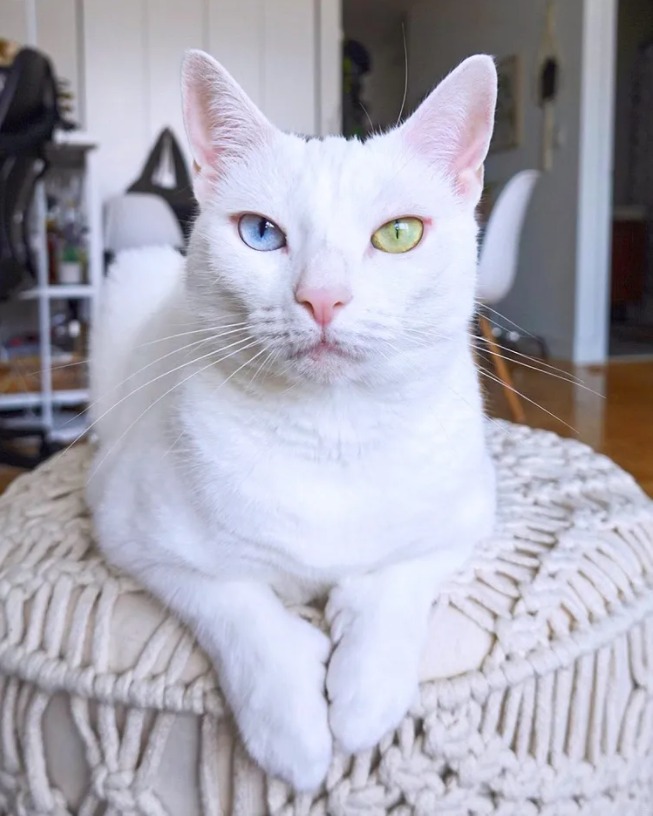 Cats With Different Colored Eyes