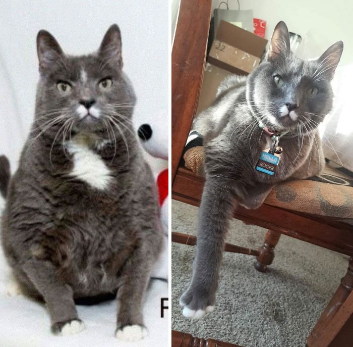 \#14 This senior 20lb cat was up for adoption. My cousin took him home and after a year of healthy eating, a few vet visits and a ton of love, Roger is doing great. He has lost more than 5 pounds and is very active.