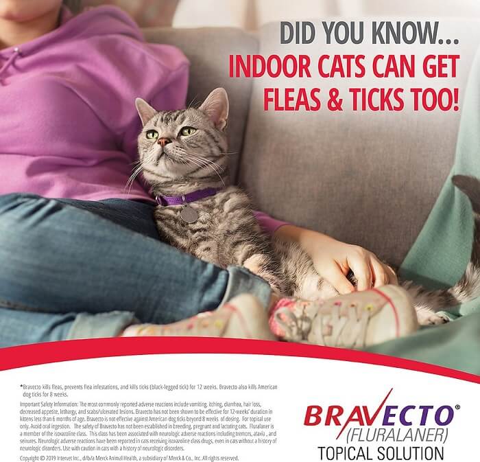 Bravecto For Cats all about the product and usage