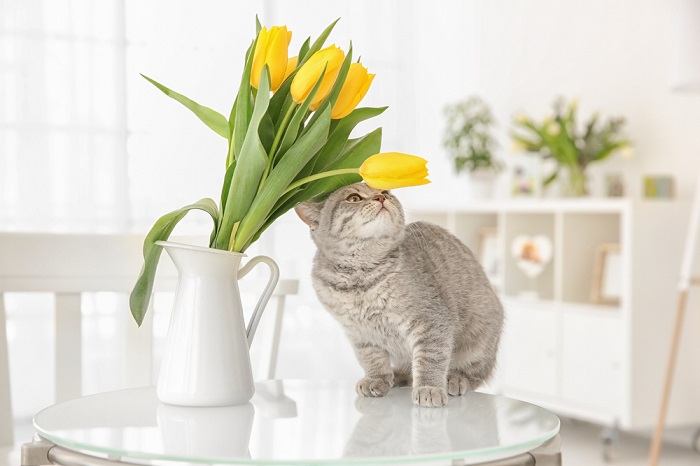 10 plantas tóxicas y venenosas para gatos