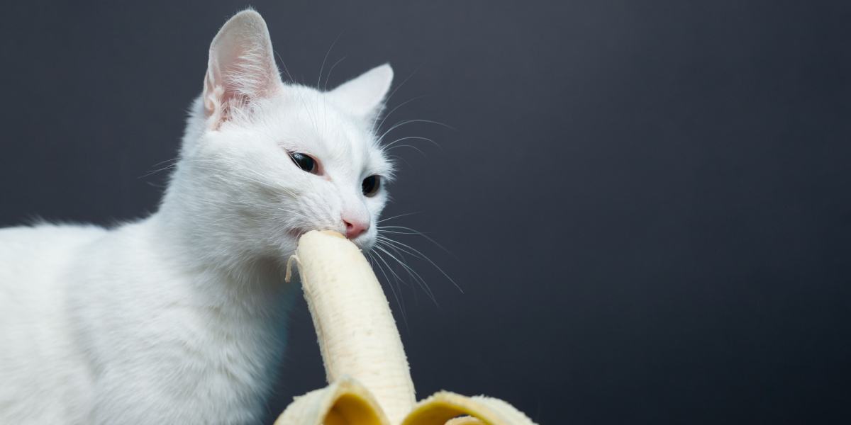 Can Cats Eat Bananas? 