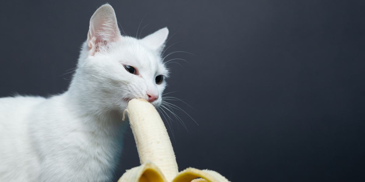 Cat banana 2024