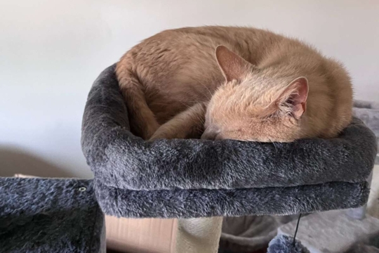 10 Subtle Signs Your Cat May Be Sick