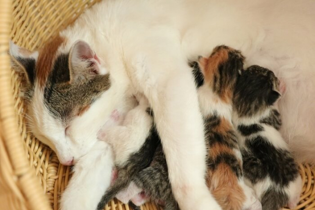 Beautiful view of Cat Prenatal Care For First Time Mothers