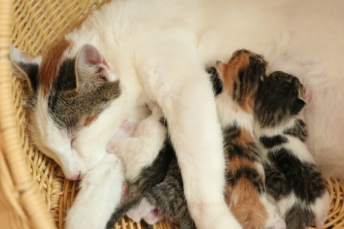 new kittens suckling from mom